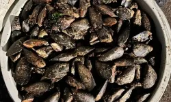 Yurttaşlara yedireceklerdi: Durdurulan araçta 650 kilo bozuk midye ele geçirildi