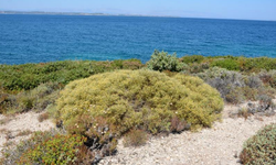 Çeşme'de denize sıfır özel plan askıda!