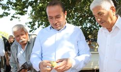 AK Partili Kırkpınar açıkladı: İncirde fiyat düşüşünün nedeni...