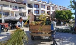 Palmiyelerde güvenlik ve estetik mesaisi
