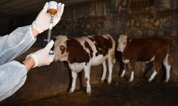 Yetiştiricilerden aşı ve kimliklendirme ücreti alınmayacak