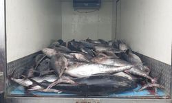 Güzelbahçe’de karada orkinos avı: Tam 3 ton yakalandı!