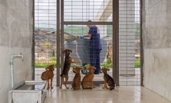 İzmir’de can dostlara yeni yaşam alanı: Hedef 2 bin 500 köpek