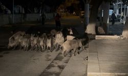 Yaban domuzları şehir merkezinde!