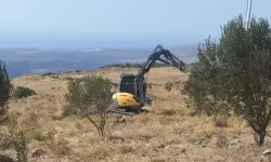 Karaburun'da zeytin katliamına ertelemesiz hapis cezası