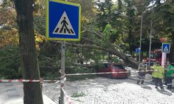 Ağaç devrildi: Otomobil ağacın altında kaldı!