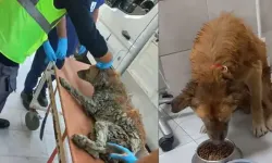 Çamura saplanan köpek kurtarıldı: Adı “Şanslı” oldu
