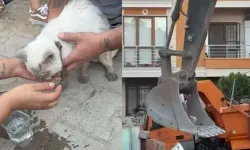 Enkaz altında kalan kedi saatler sonra canlı çıkarıldı