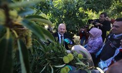 Aydın Valisi Varol, kestane hasadına katıldı