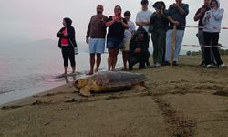 Tedavileri tamamlanan caretta carettalar denize bırakıldı
