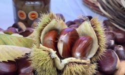 Aydın'da kestane sezonu başladı: İlk fiyat 600 TL