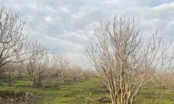 İncirin başkentine 3 yeni JES onayı!