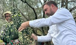 Gümrükçü’den zeytin için '80 TL' çağrısı: Daldaki altın tarlada kalacak!