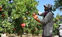 Hasat başladı: İlk ihracat İzmir'den!
