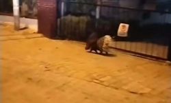 Kuşadası’nda nesli tehlike altında olan oklu kirpi görüldü!