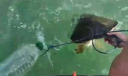 Pet şişe bağlanmış caretta carettayı denize açılıp kurtardılar
