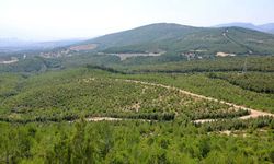 Dron saldırılarına karşı yeşil kalkan