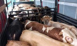 Sevk belgeleri olmayan 29 büyükbaş karantinaya alındı