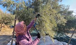 Zeytinde ters ibre... Rekolte zirvede, fiyatlar dipte!