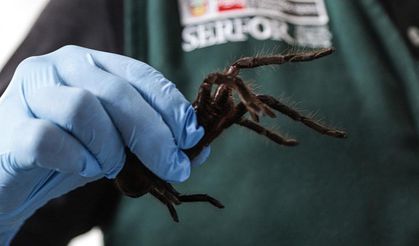 Vücuduna 300 tarantula başlamıştı: Yakalandı!