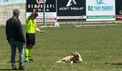 Sahaya giren köpeğe kırmızı kart!