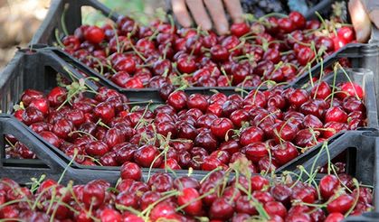 Mağdur kiraz üreticileri unutuldu: Acil erteleme talebi!