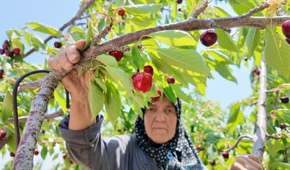 Demirci kirazında hasat zamanı!