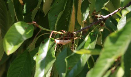 Kirazdan sonra vişnede de rekolte kaybı!