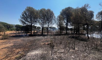 Bergama'da yangın kontrol altında: 16 hektarlık alan kül oldu!