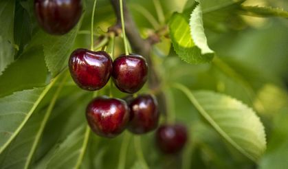 Yüzde 90 kayıp... Don kirazı, kiraz ihracatı vurdu!