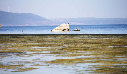 Bafa Gölü'nün içler acısı hali!