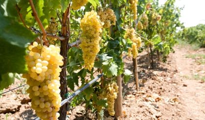 Çiftçi-Sen'den üzüm için "taban fiyat" çağrısı!