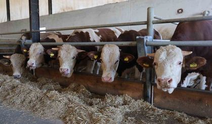 Ödemiş'te şapa geçit yok!