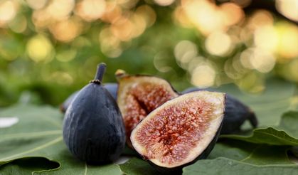 İhracatta dengeleri değiştirecek incirde hasat zamanı!