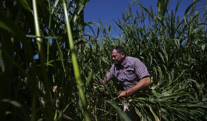 Tarımda kuraklık etkisi!