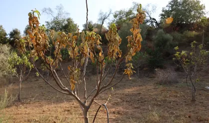 Sıcaklar bardacığı vurdu: Yüzde 40’ı yandı