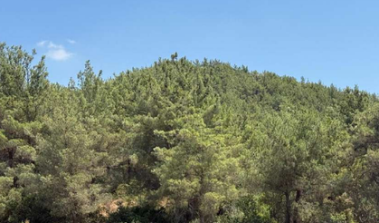 Zeytinliklere komşu... Madenciden ÇED oyunu!