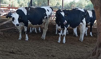 Büyükşehir Hayvancılık Komisyonu Başkanı uyardı: Ödemiş pazarını sakın açmayın!