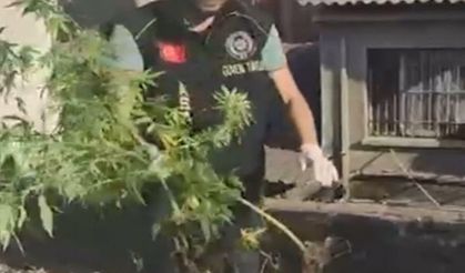 İş yeri çatısında kenevir yetiştiren 3 şüpheliye gözaltı!