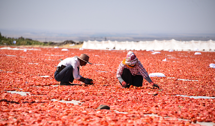 Kuraklık domates üretimini vurdu: Verim yüzde 20 azaldı