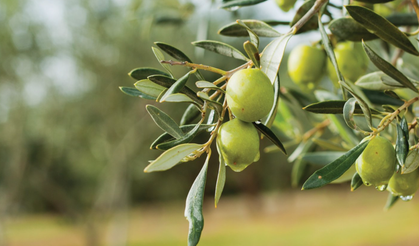 Menderes ve Seferihisar’da zeytinlikler vitrinde: 93 milyonluk satış