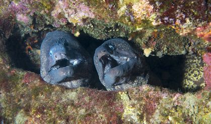 Dalgıç cenneti Karaburun!