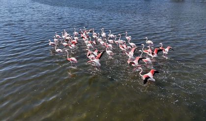 Çakalburnu Lagünü’nde görsel şölen!