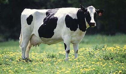 Üretici borç batağında… İcradan satılık sığır!