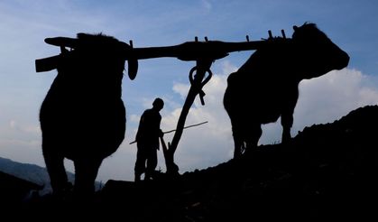 Mazot fiyatı çiftçiyi geri sardı... Tarlada ilkele dönüş!
