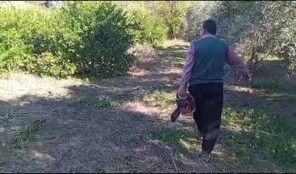 Seferihisar’da üretici öfkeli, ağaçlar köklendi: Mandalina gitti, avokado geldi!