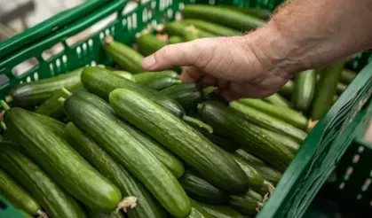 Kahvaltıların vazgeçilmezi ama dikkat... Salatalığı tüketmeyin!