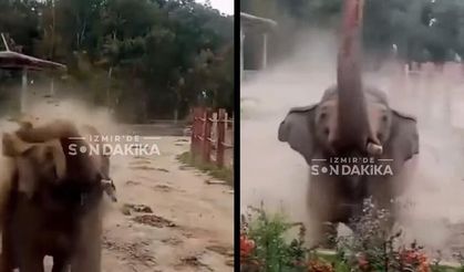 İzmir’in fili bile sinirli: Ziyaretçilere dışkı attı!