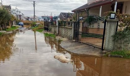 Dikili'de elektrik faciası: İki köpek can verdi!