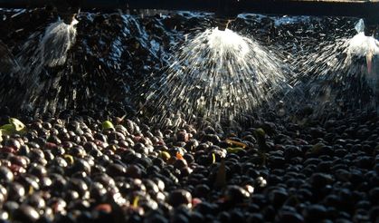 Zeytin sıkımında kullanılan su, tarıma "altın su" olarak dönecek